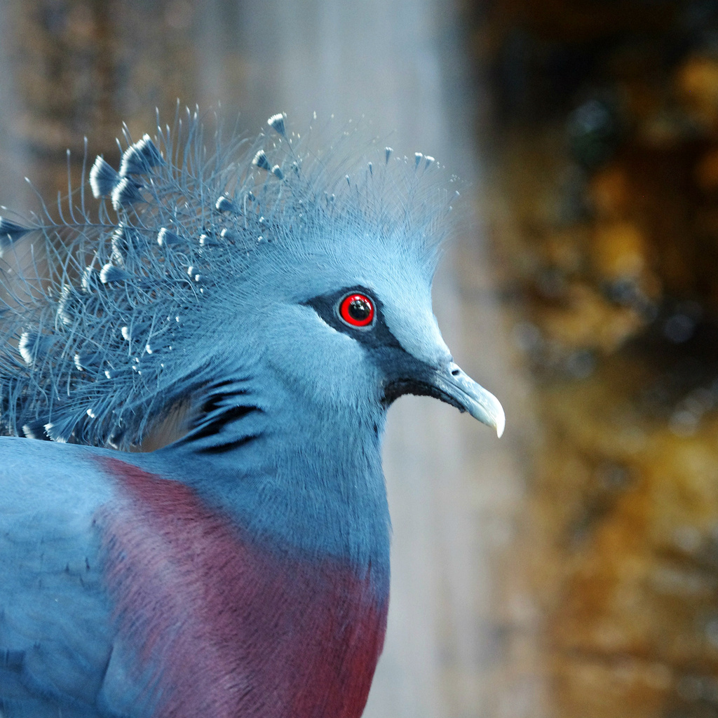  , bird, , Victoria crowned pigeon