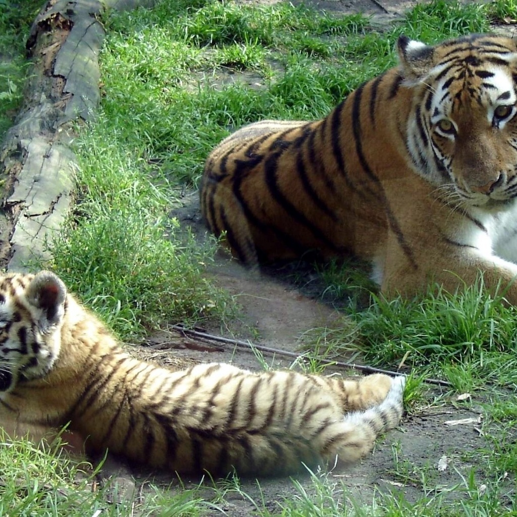   (panthera tigris altaica, siberian tiger)