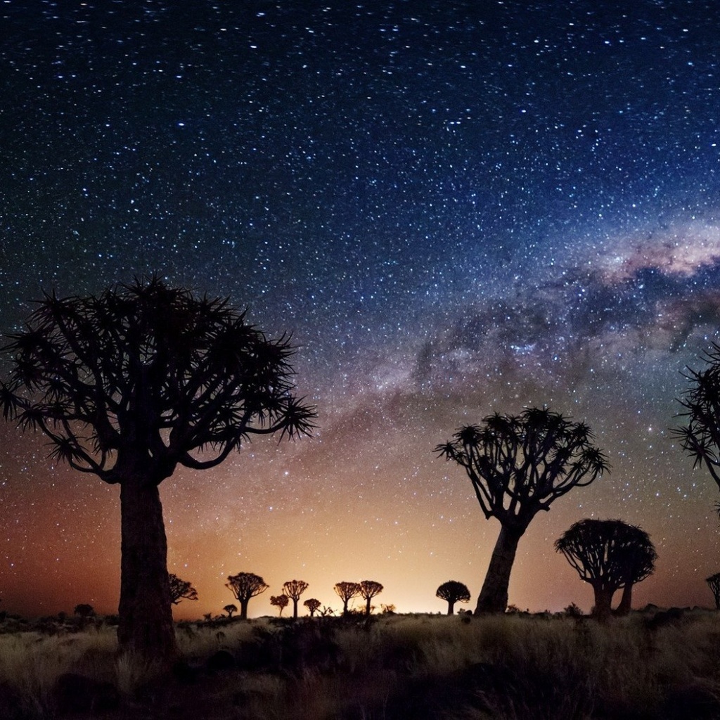 joshua tree, night, stars