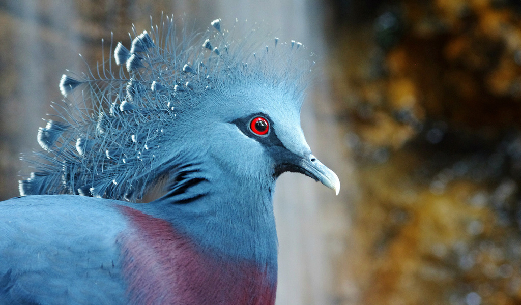  , bird, , Victoria crowned pigeon