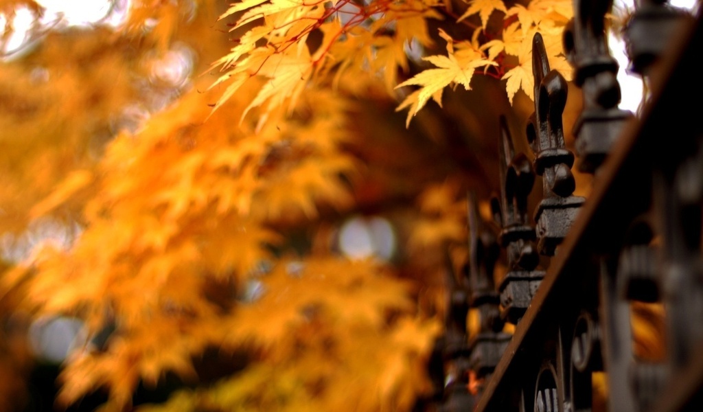leaves, решетка, nature, листья, Природа, ограда, autumn, осень