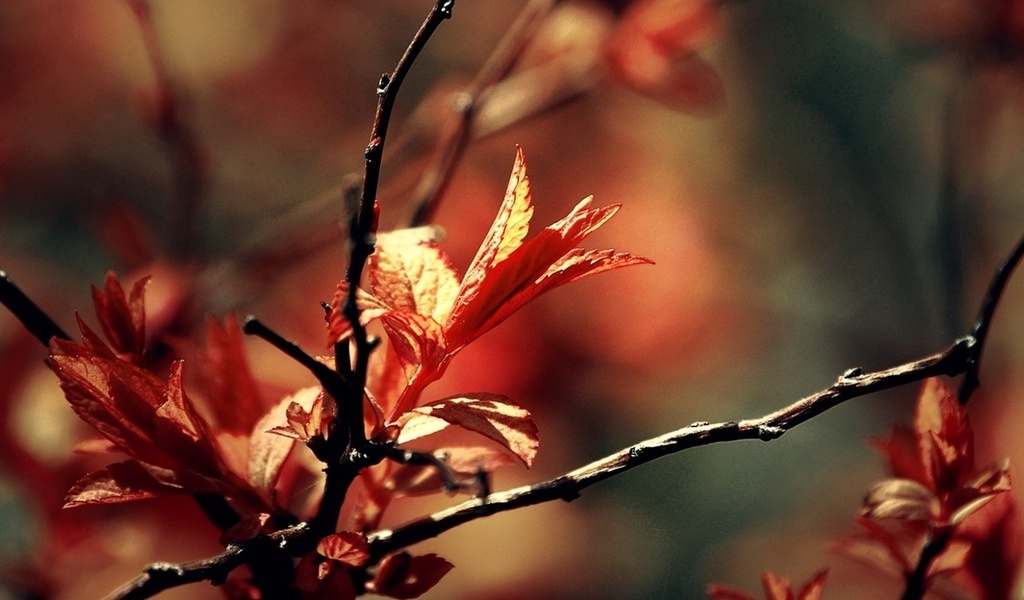 autumn, leaves, leaf, delight, red