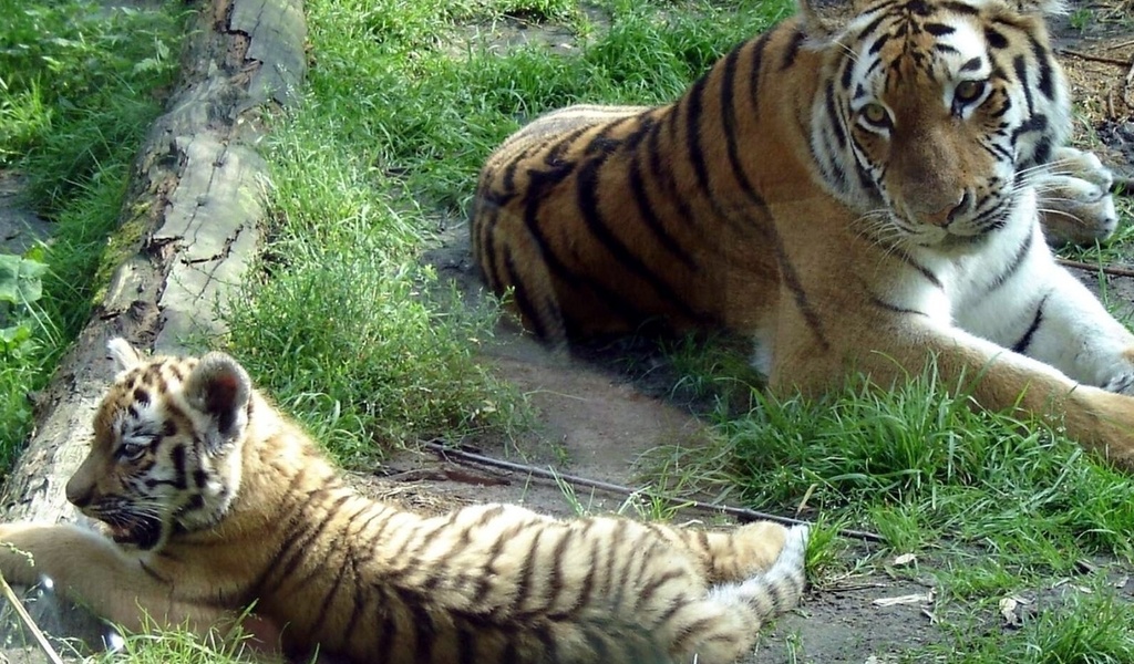   (panthera tigris altaica, siberian tiger)