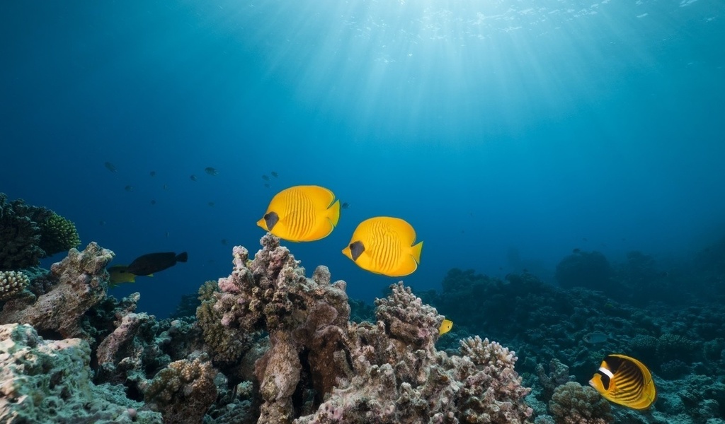 masked butterfly fish, red sea,, tropical reef 