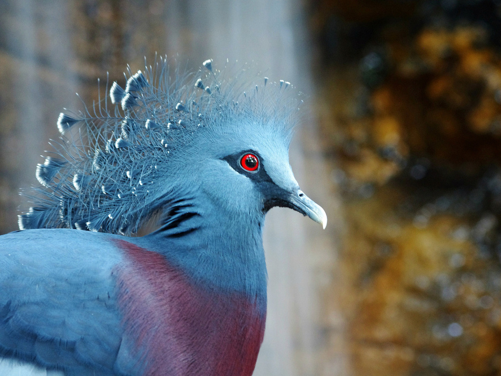  , bird, , Victoria crowned pigeon
