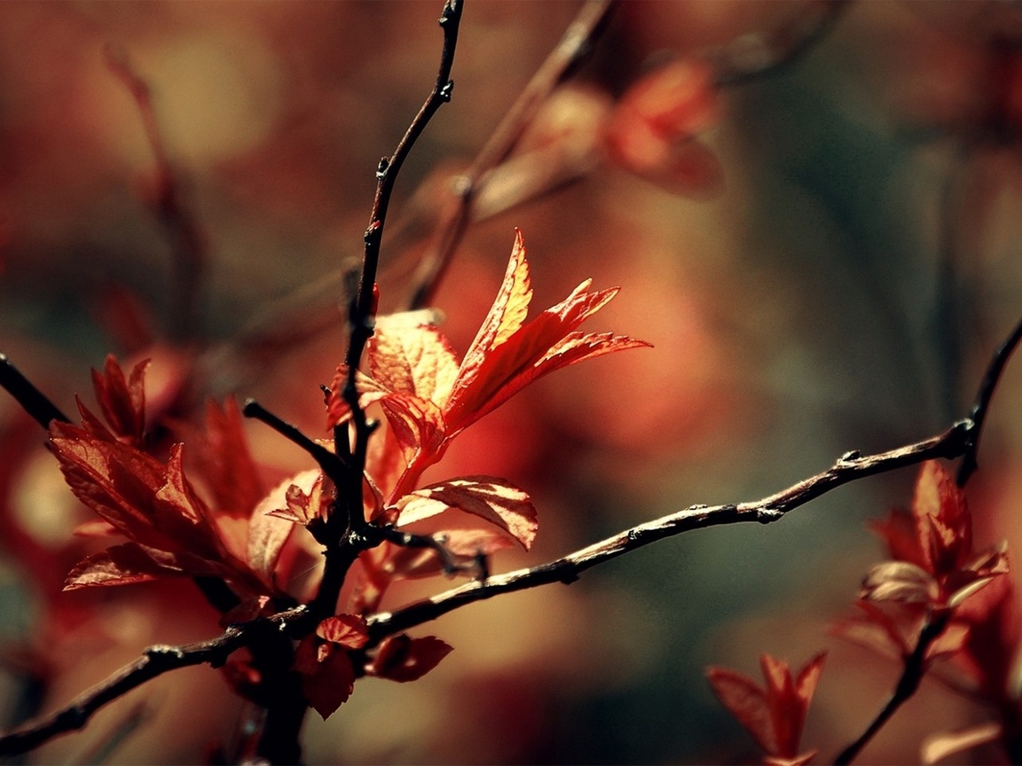 autumn, leaves, leaf, delight, red