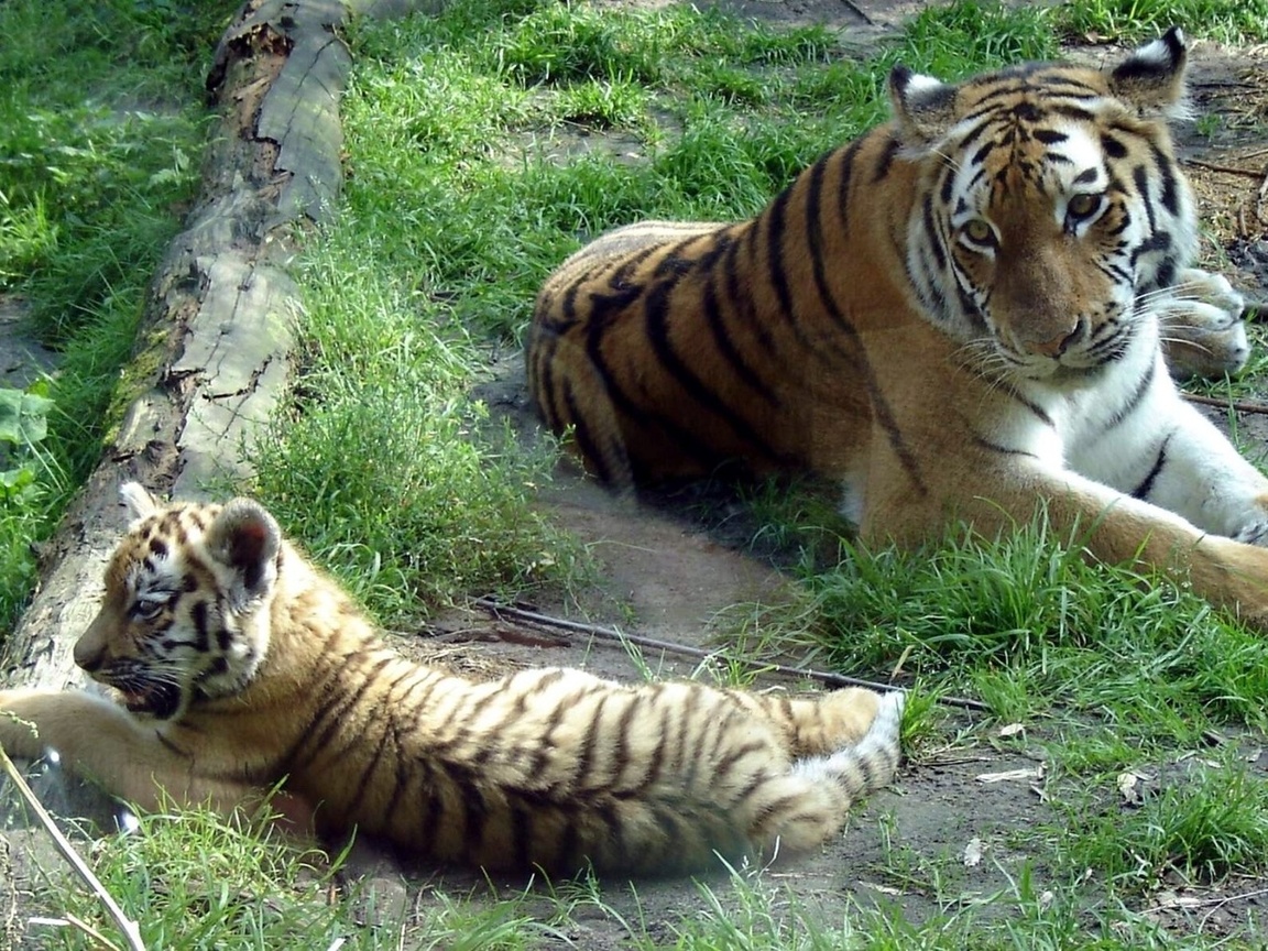   (panthera tigris altaica, siberian tiger)