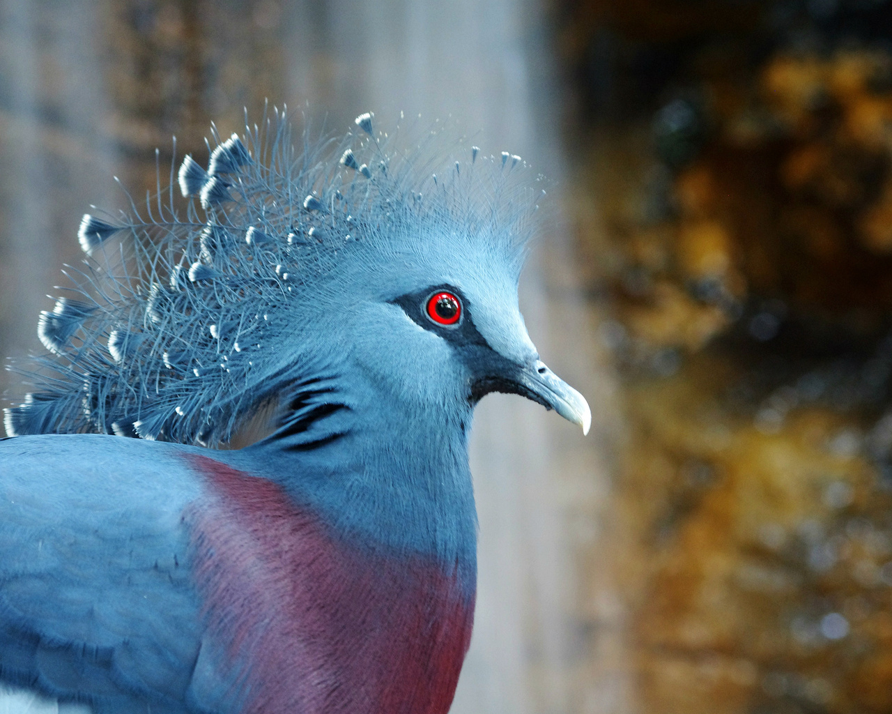  , bird, , Victoria crowned pigeon