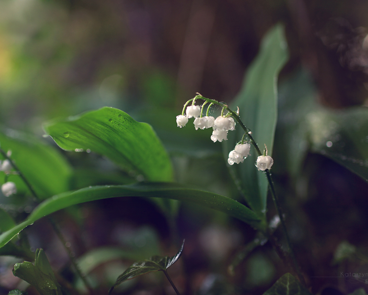 , lilies of the valley, 