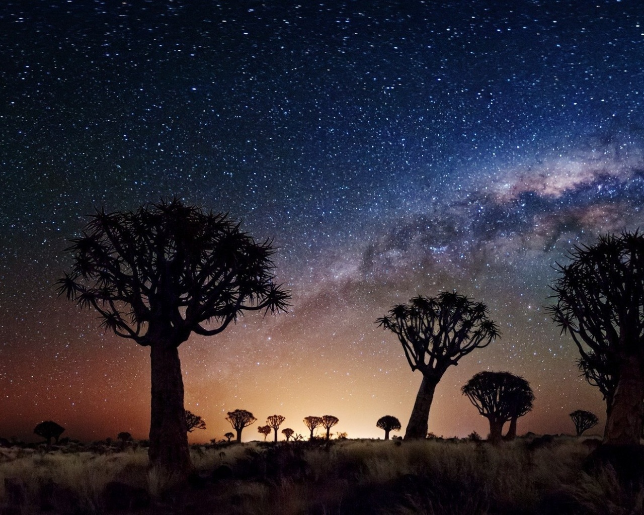 joshua tree, night, stars