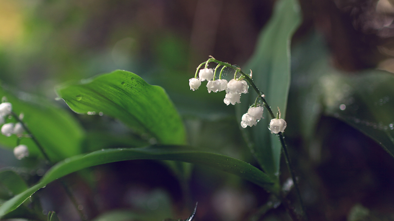 , lilies of the valley, 