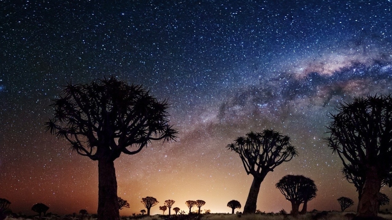 joshua tree, night, stars