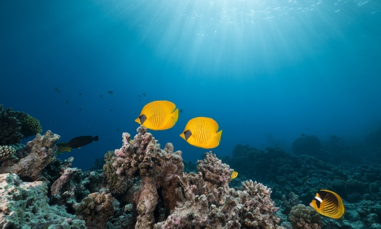 masked butterfly fish, red sea,, tropical reef 