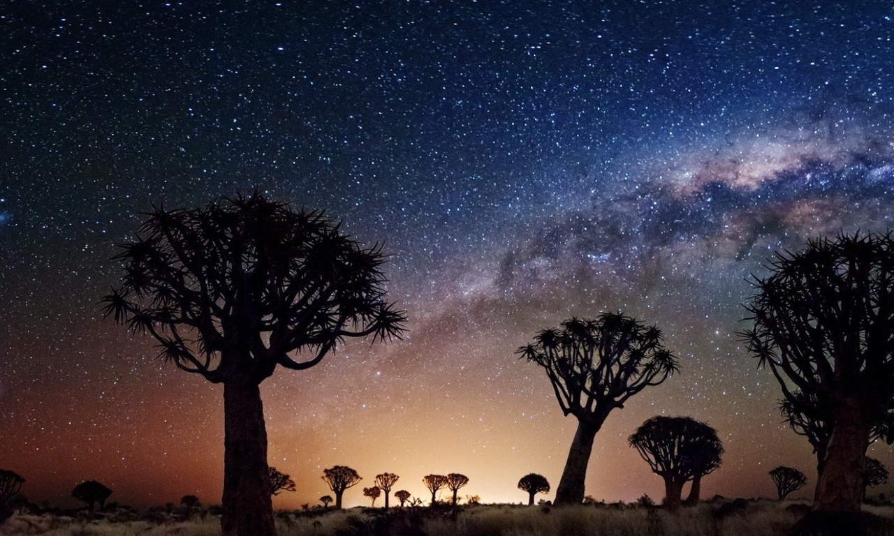 joshua tree, night, stars