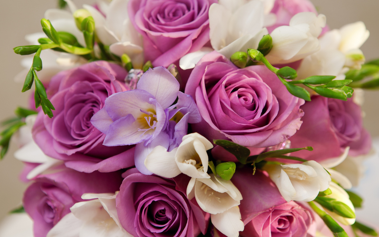 Violet flowers, roses, , , , , bouquet