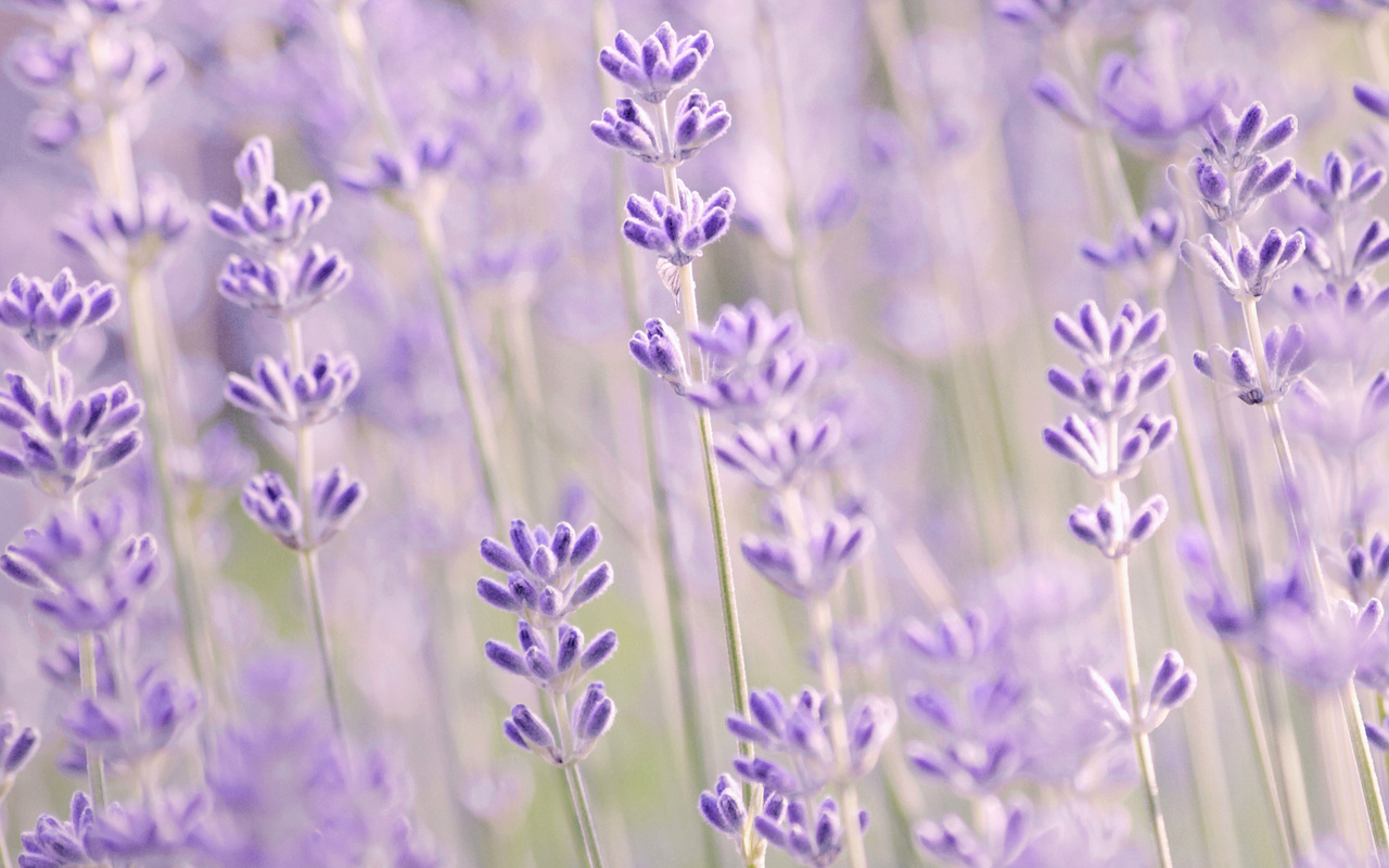 , , , , lavender