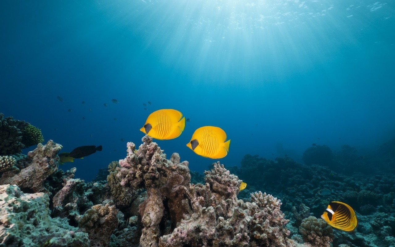 masked butterfly fish, red sea,, tropical reef 