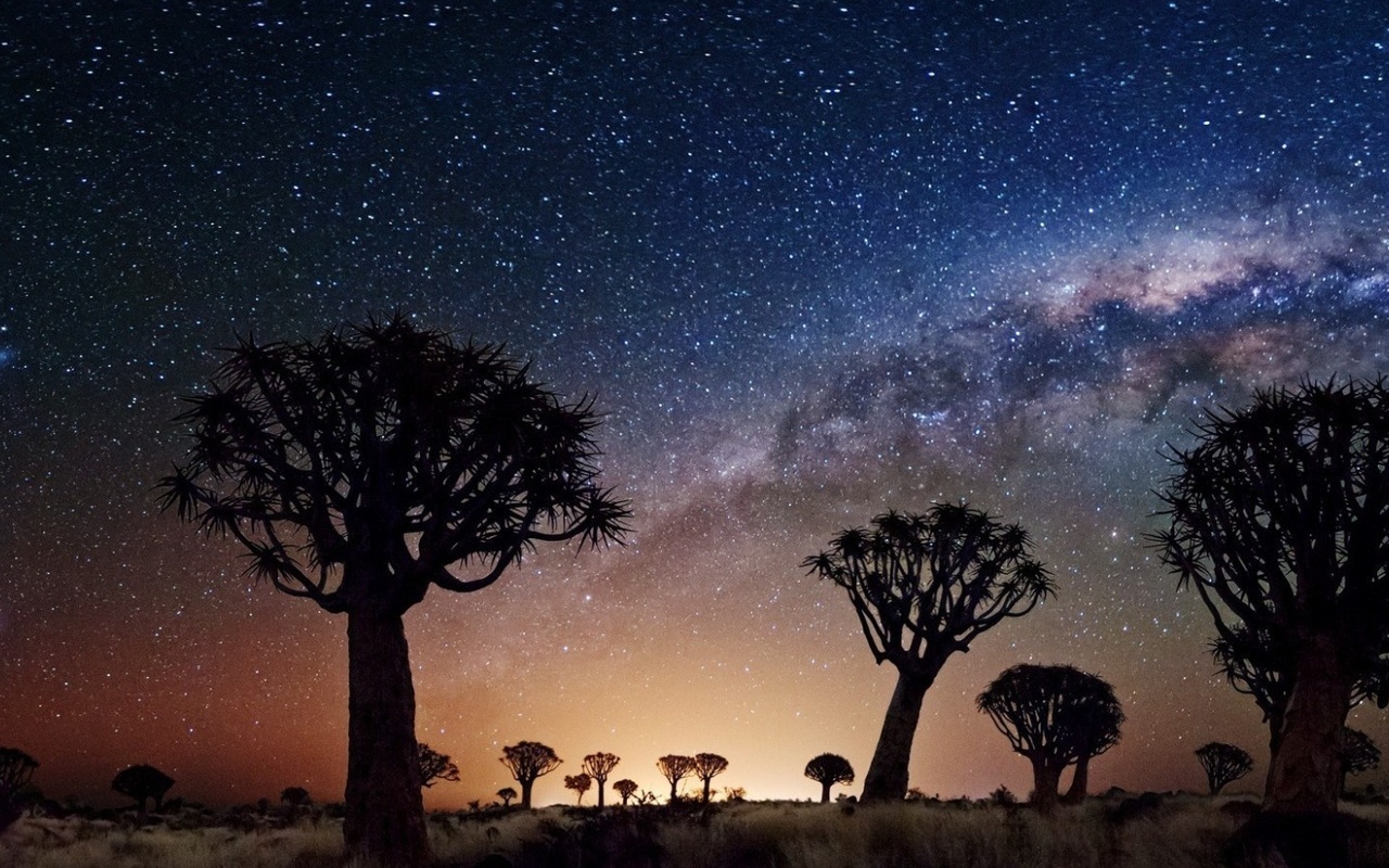 joshua tree, night, stars