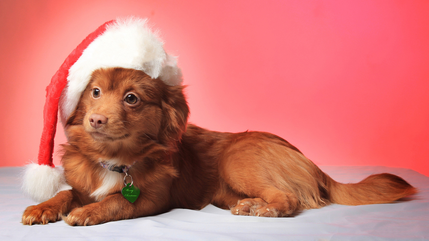 smile, dog, christmas, , , hat, view