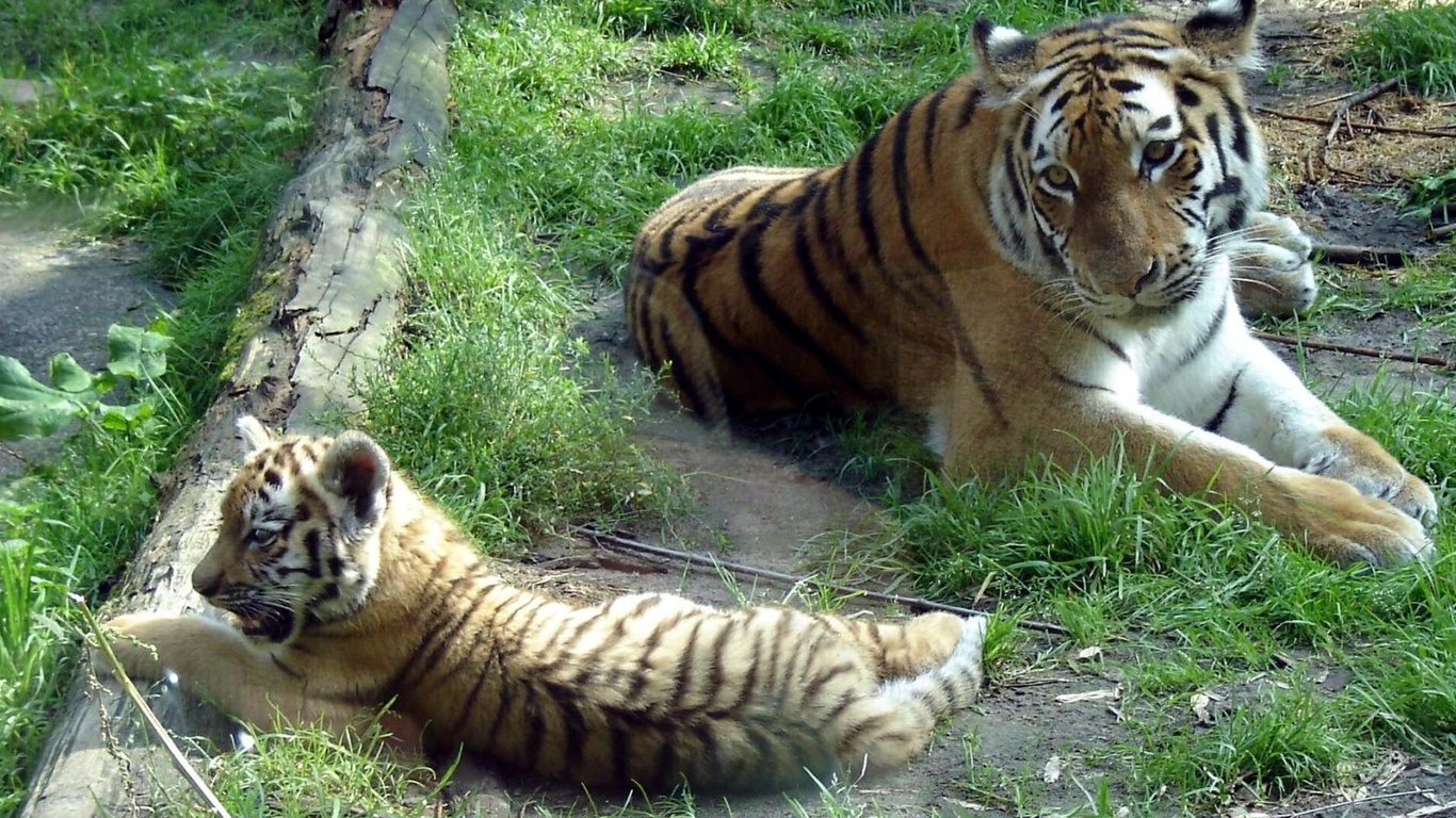   (panthera tigris altaica, siberian tiger)