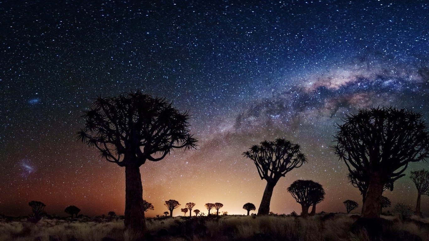 joshua tree, night, stars