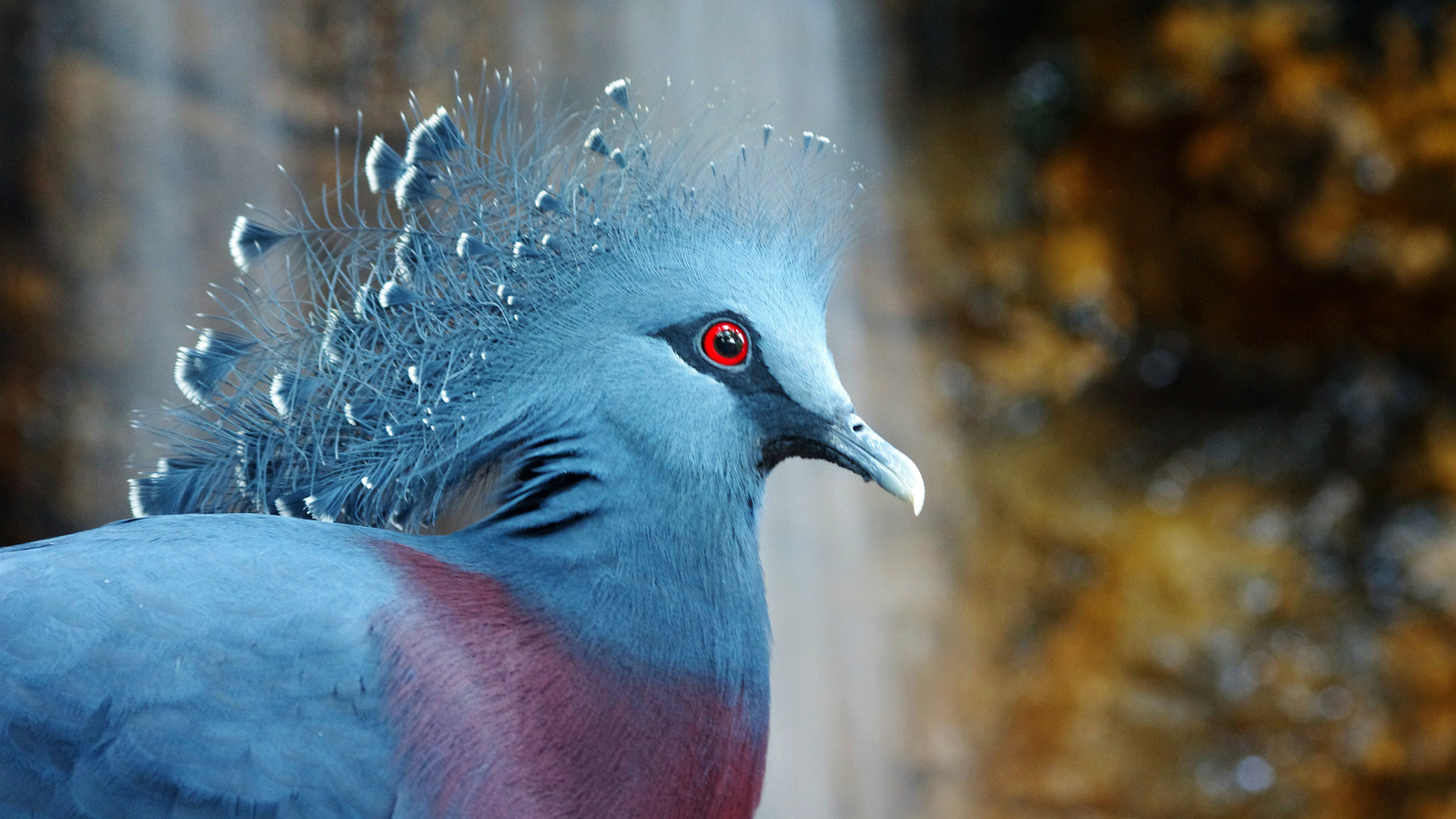  , bird, , Victoria crowned pigeon