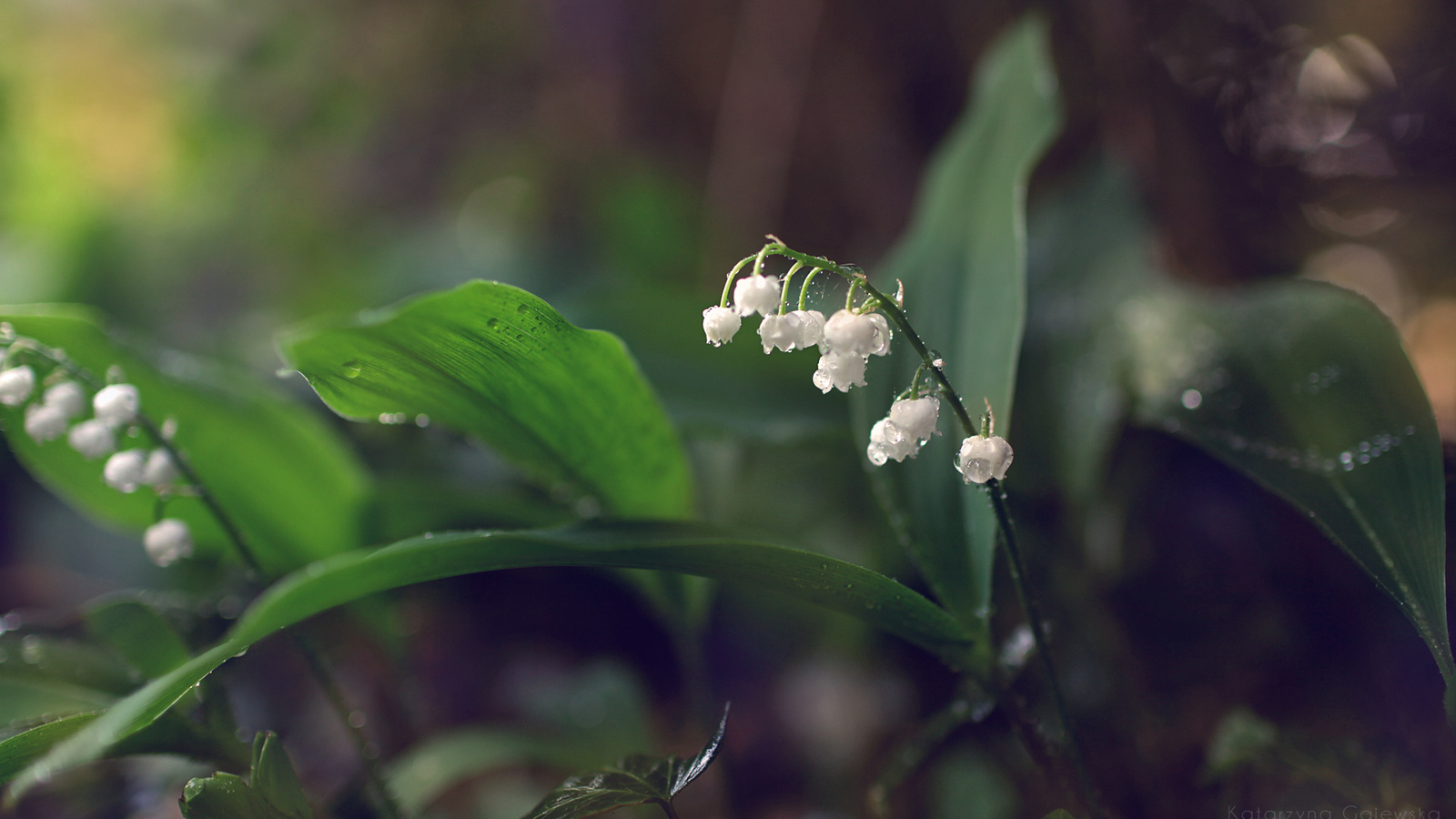 , lilies of the valley, 