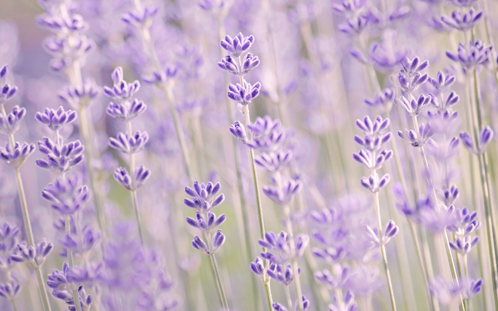 , , , , lavender