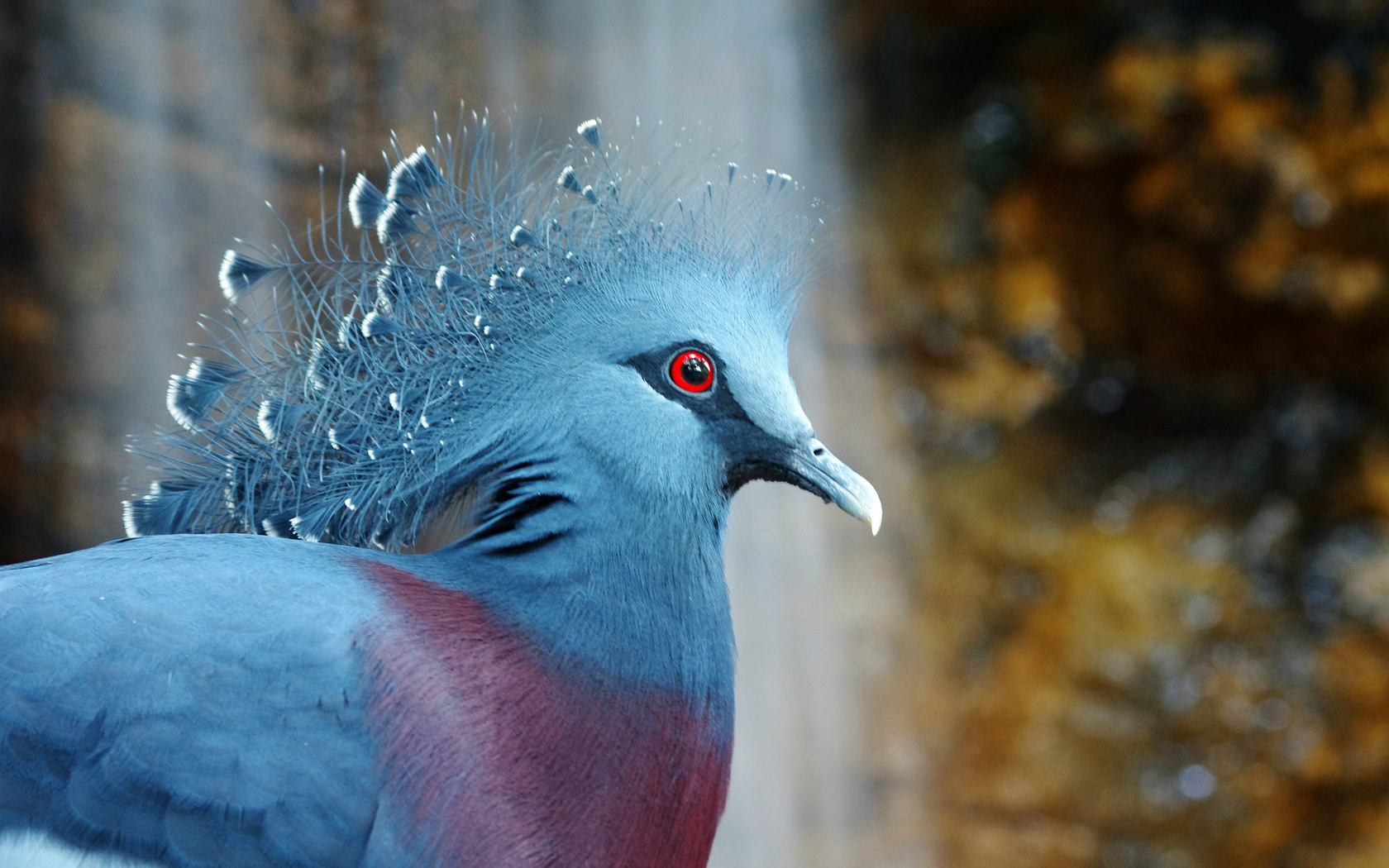  , bird, , Victoria crowned pigeon