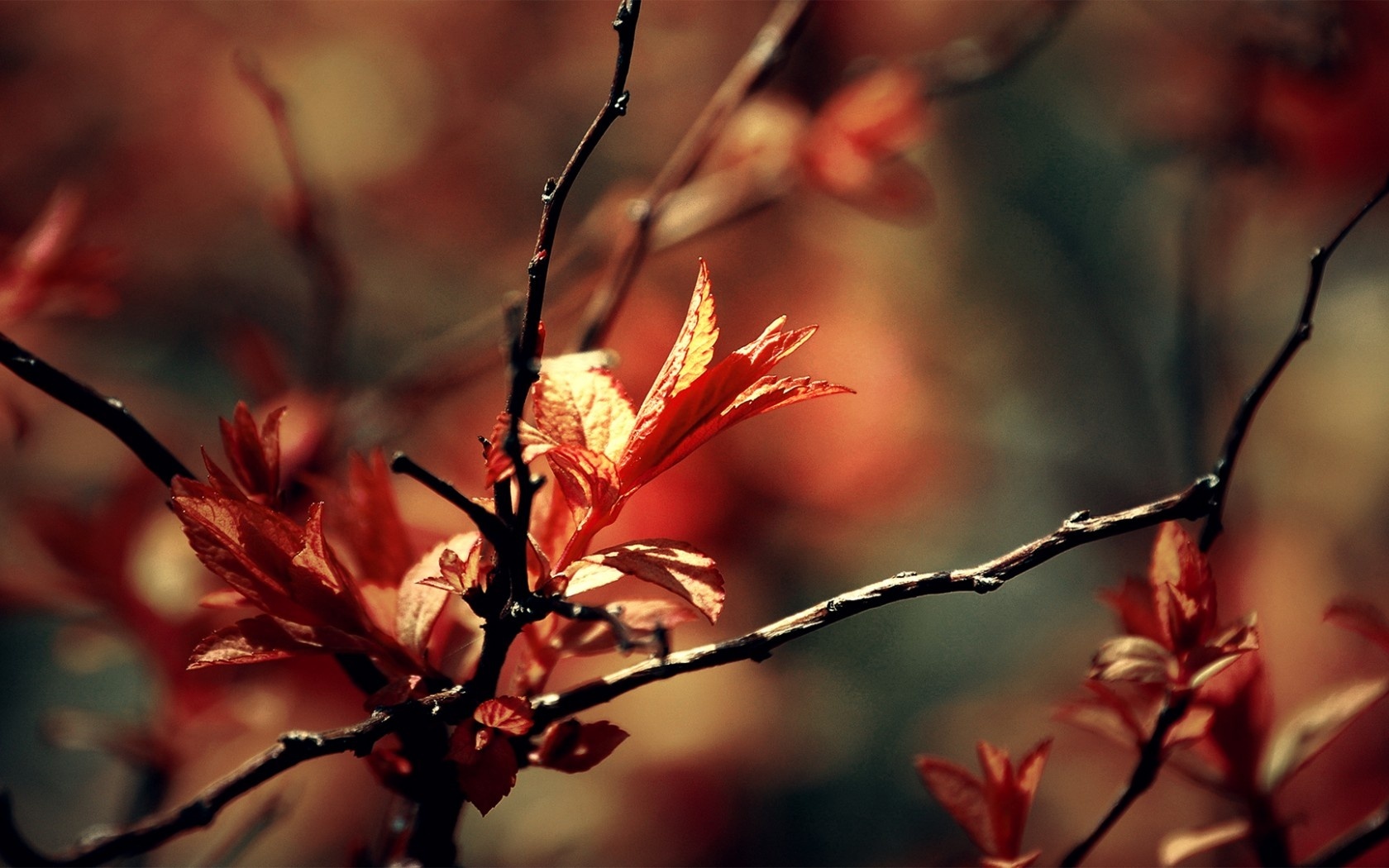 autumn, leaves, leaf, delight, red