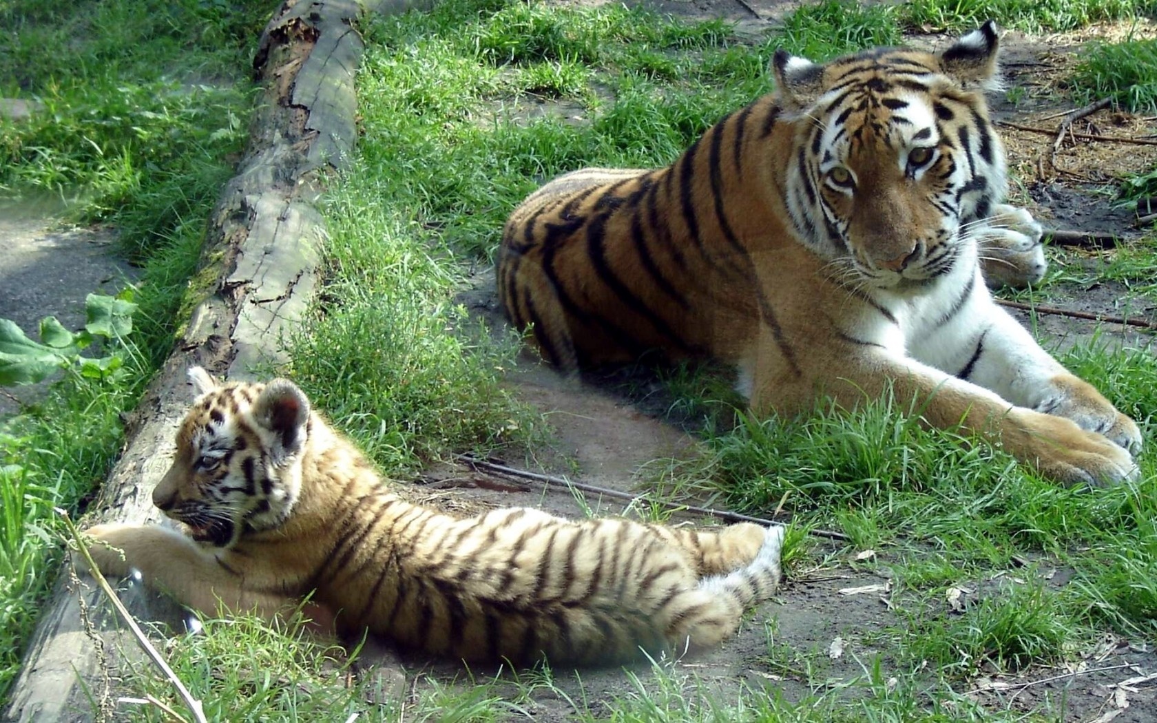   (panthera tigris altaica, siberian tiger)