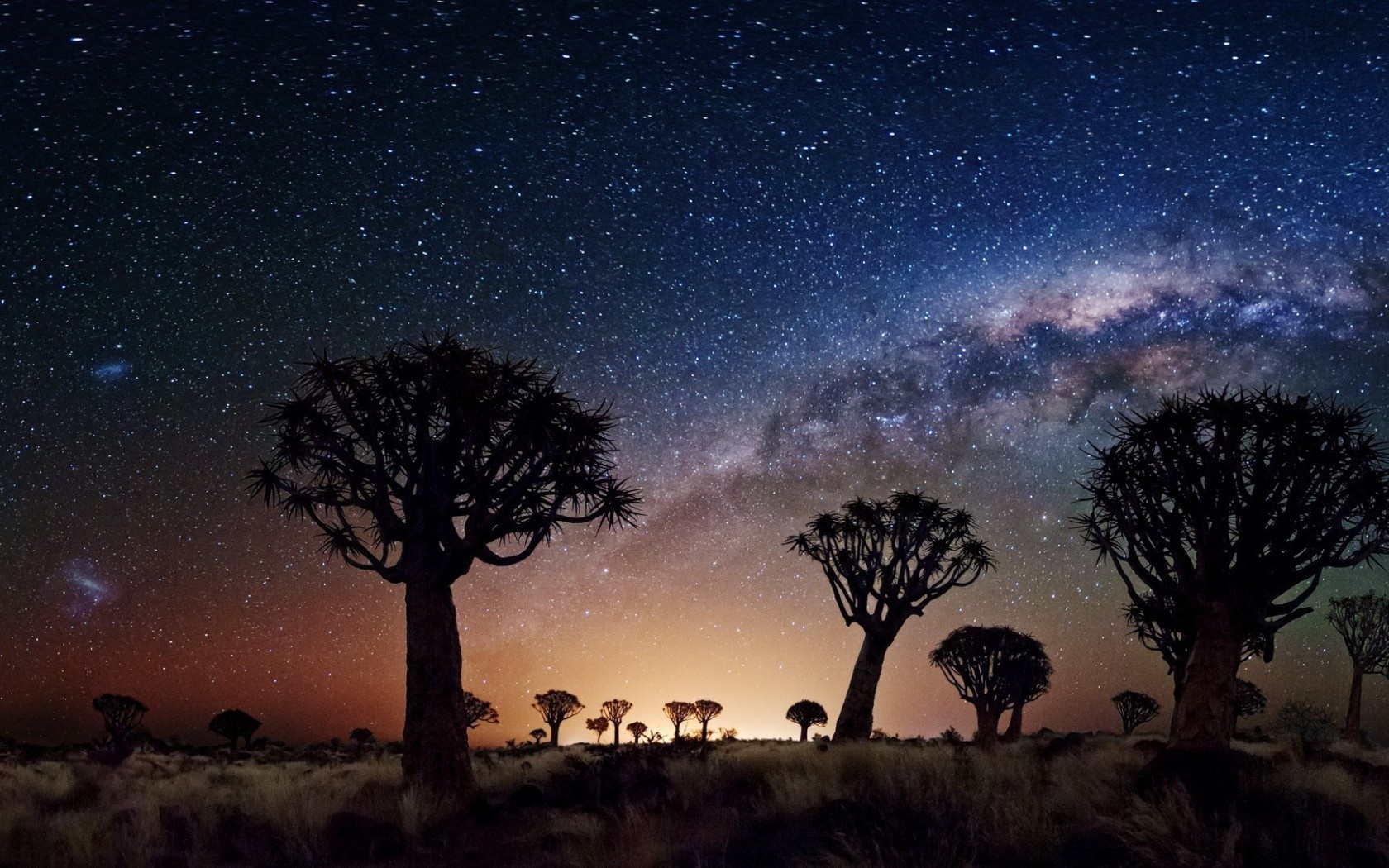 joshua tree, night, stars