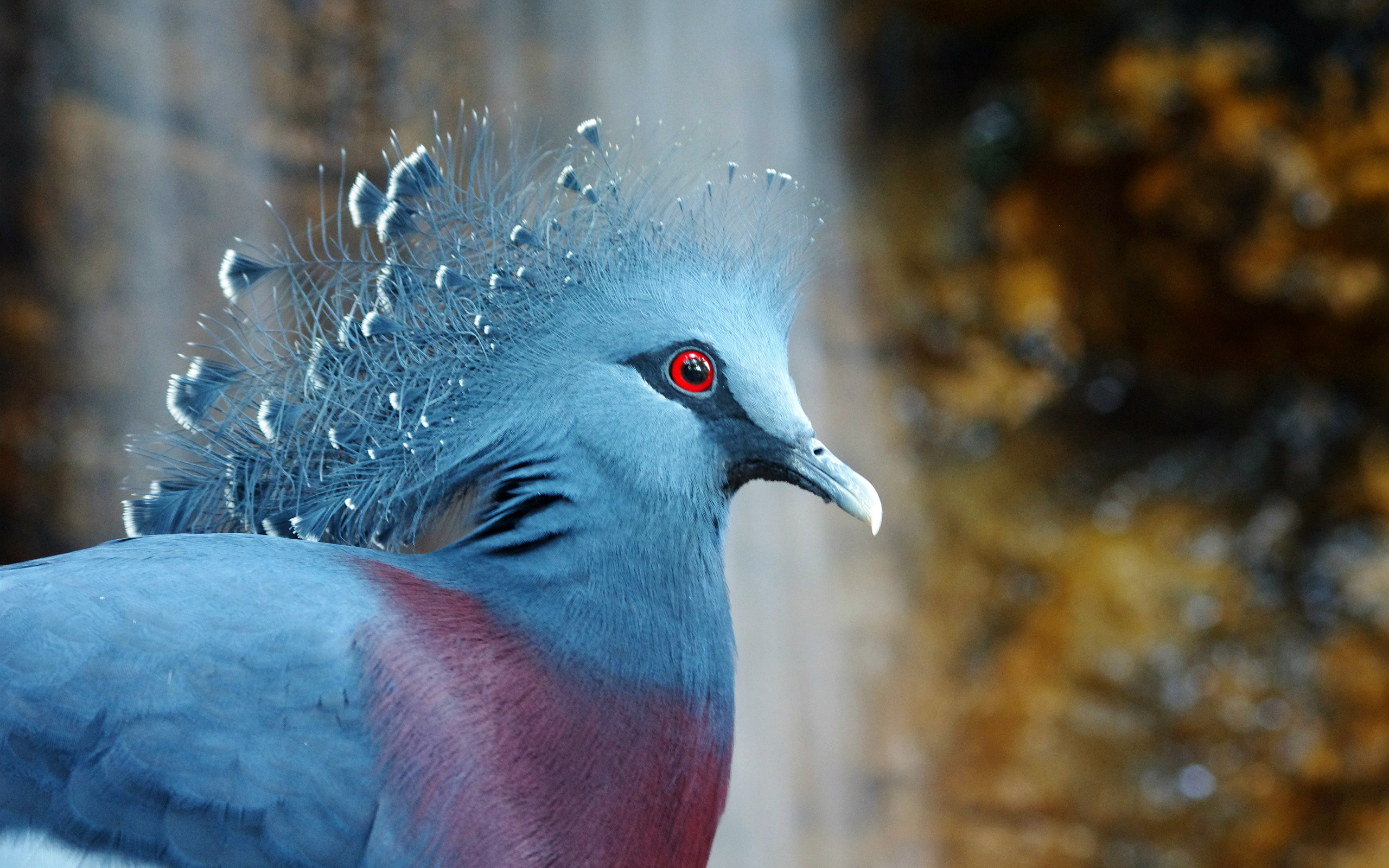  , bird, , Victoria crowned pigeon