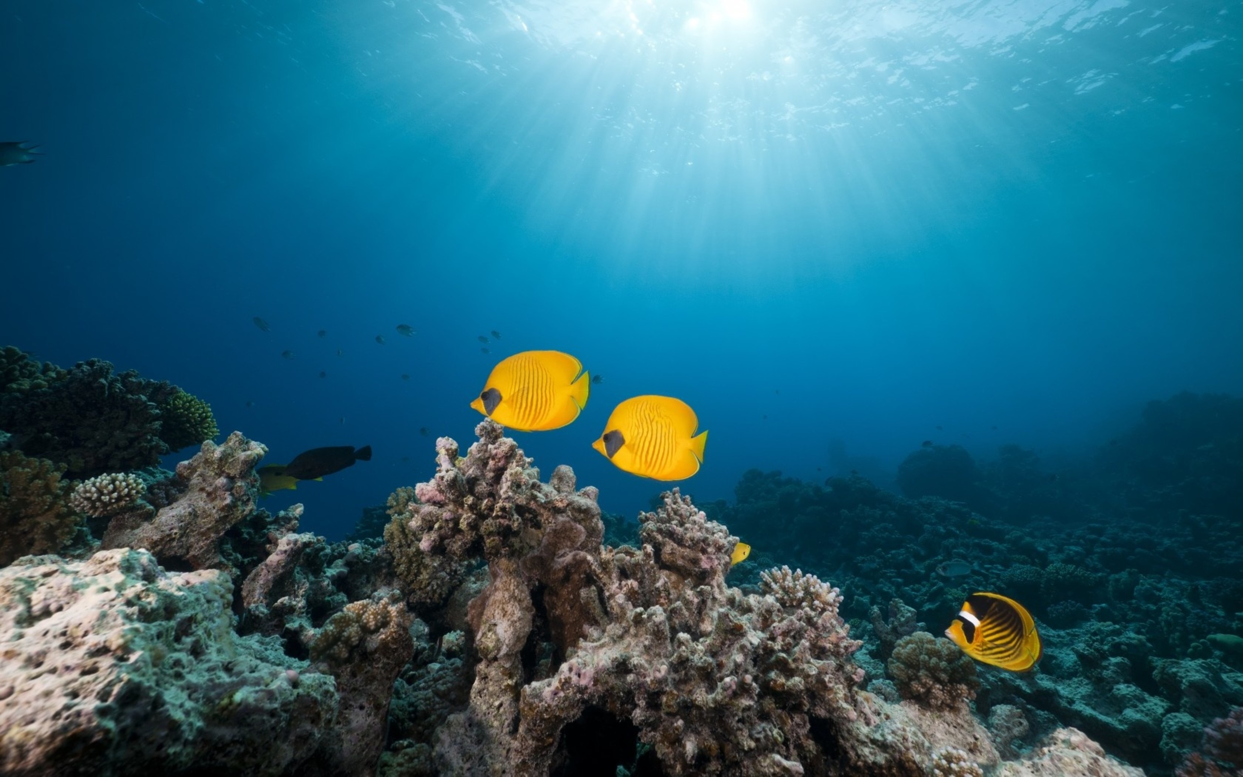 masked butterfly fish, red sea,, tropical reef 