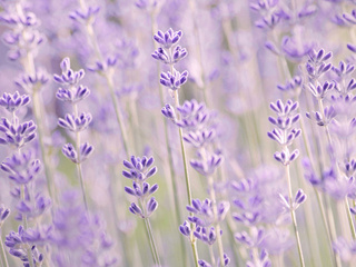 , , , , lavender