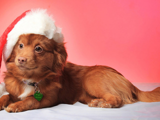 smile, dog, christmas, , , hat, view