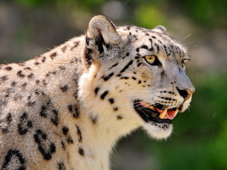 , ,  , snow leopard, , 