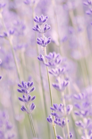 , , , , lavender