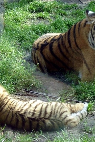   (panthera tigris altaica, siberian tiger)
