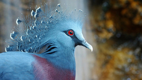  , bird, , Victoria crowned pigeon