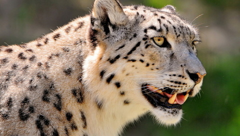 , ,  , snow leopard, , 