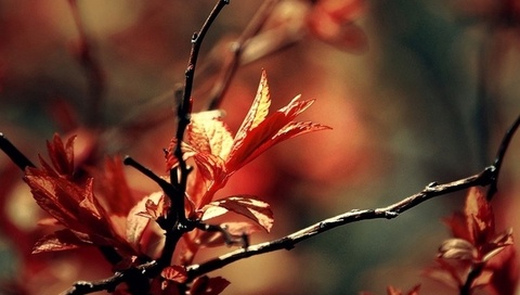 autumn, leaves, leaf, delight, red