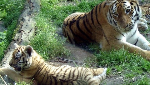   (panthera tigris altaica, siberian tiger)