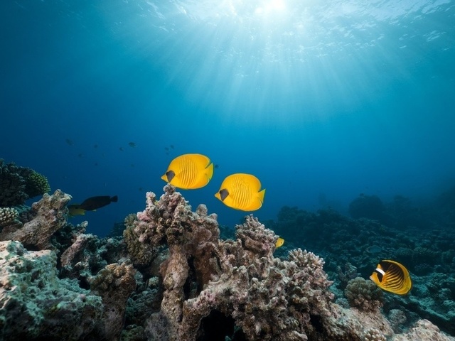 masked butterfly fish, red sea,, tropical reef 