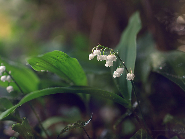 , lilies of the valley, 