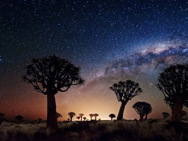 joshua tree, night, stars