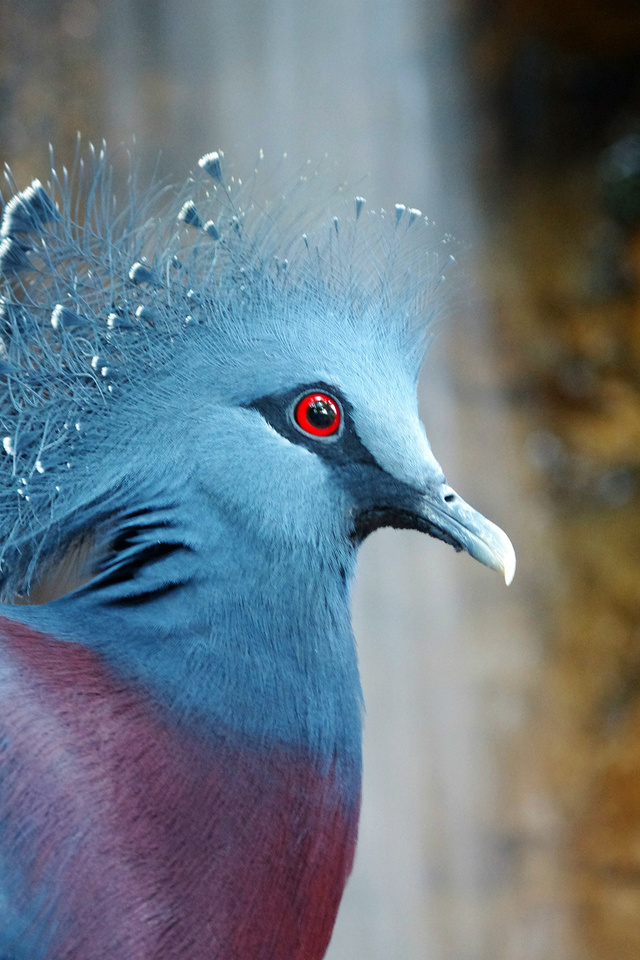  , bird, , Victoria crowned pigeon