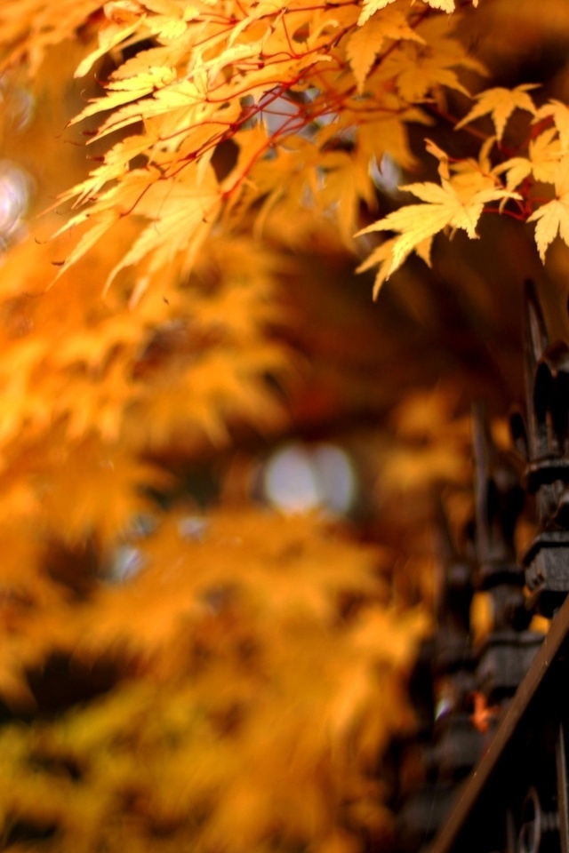 leaves, решетка, nature, листья, Природа, ограда, autumn, осень