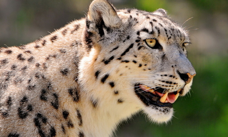 , ,  , snow leopard, , 