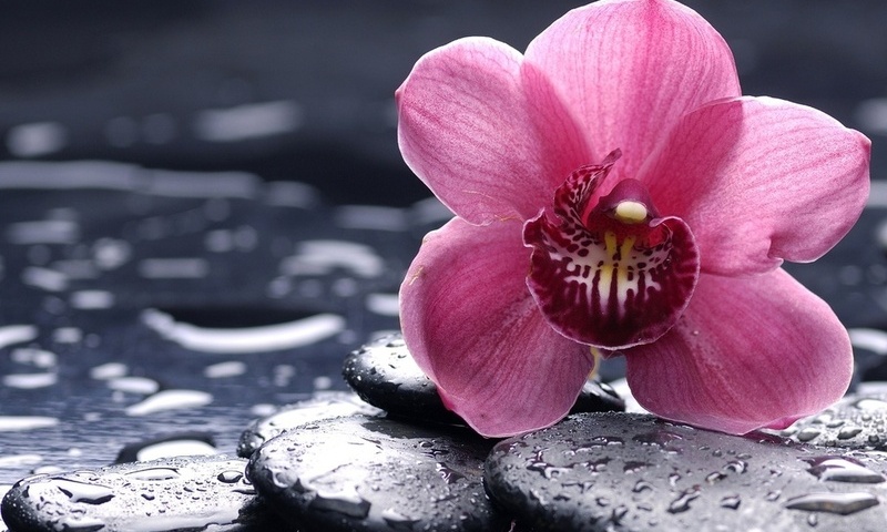 , , , orchid, , , 